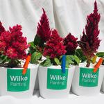 Wilko Painting Brisbane - photo 5