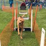 Els K9 Solutions - photo 1