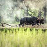 Rendez-vous avec l’Asie - photo 3