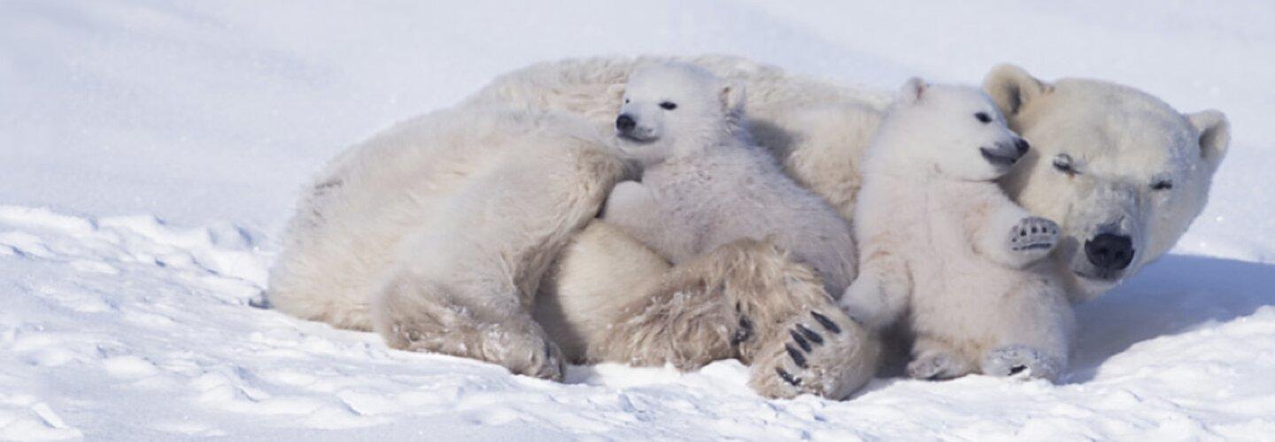 Solar Power Adelaide cover photo