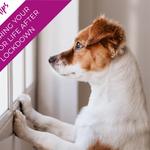 Maven Vets - photo 4