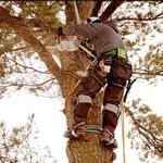 Best Tree Service Everett - photo 2