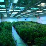 Cannasseur Pueblo West - photo 3