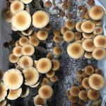 Strate North Substrate - photo 1