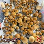 Strate North Substrate - photo 2