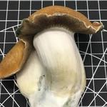 Strate North Substrate - photo 3