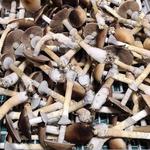 Strate North Substrate - photo 4