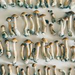 Strate North Substrate - photo 5