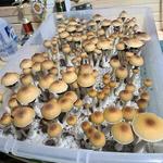 Strate North Substrate - photo 6