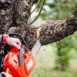 Eddie’s Bronx Tree Removal - photo 2