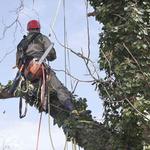 Eddie’s Bronx Tree Removal - photo 3