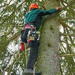 Eddie’s Bronx Tree Removal - photo 4