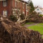 Eddie’s Bronx Tree Removal - photo 5