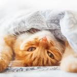 Pittwater Animal Hospital - photo 1