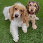 Carols Pet and Home Sitting Service - photo 1