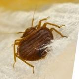 Bed Bug Control Canberra