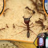 Max Ants Control Melbourne