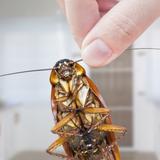 Cockroach Control Perth
