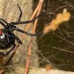 Best Pest Control Harristown - photo 1