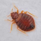 Bed Bugs Control Adelaide