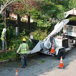 Pro Tree Service of Savannah - photo 2
