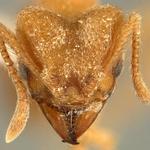 Pest Control Broadbeach - photo 1