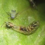 Pest Control Broadbeach - photo 5