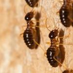 Pest Control Broadbeach - photo 9