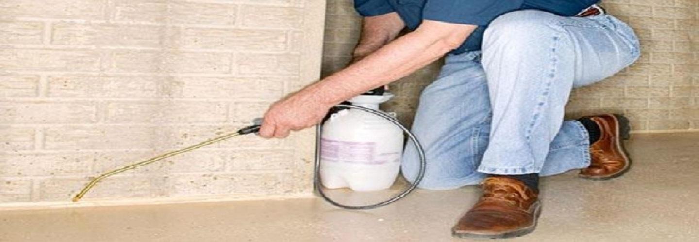 Cockroach Control Canberra cover photo