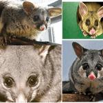 Pest Control Gisborne - photo 1