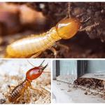 Pest Control Gisborne - photo 3