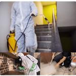 Pest Control Gisborne - photo 4