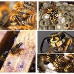 Pest Control Gisborne - photo 5