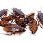 Professional Pest Control Teneriffe - photo 1