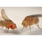 Professional Pest Control Teneriffe - photo 2