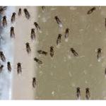 Professional Pest Control Teneriffe - photo 4