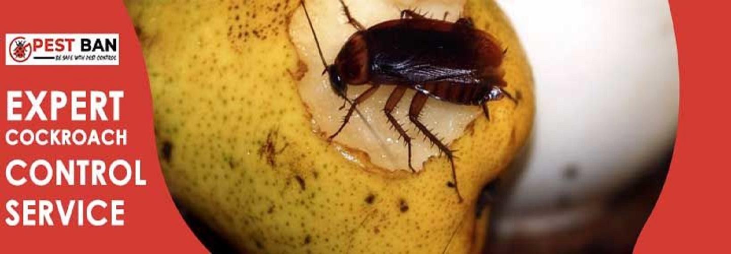 Cockroach Control Sydney - Pest Control in Sydney