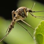 Local Pest Control Coorparoo - photo 1