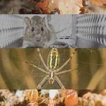 Local Pest Control Coorparoo - photo 3