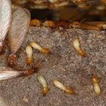 Local Pest Control Coorparoo - photo 7