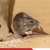 Rodent Control Sydney