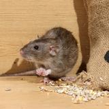 Rodent Control Adelaide