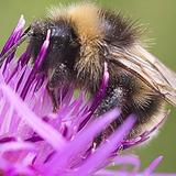 Bee Control Adelaide