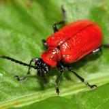 Beetle Control Adelaide