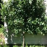 Andover Arborists - photo 3