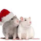 Vip Pest Management Rodent Control Melbourne - Pest Control in Melbourne