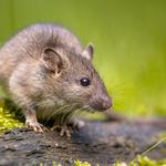 Vip Pest Management Rodent Control Melbourne - photo 1