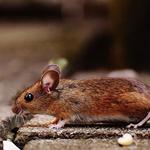 Vip Pest Management Rodent Control Melbourne - photo 2