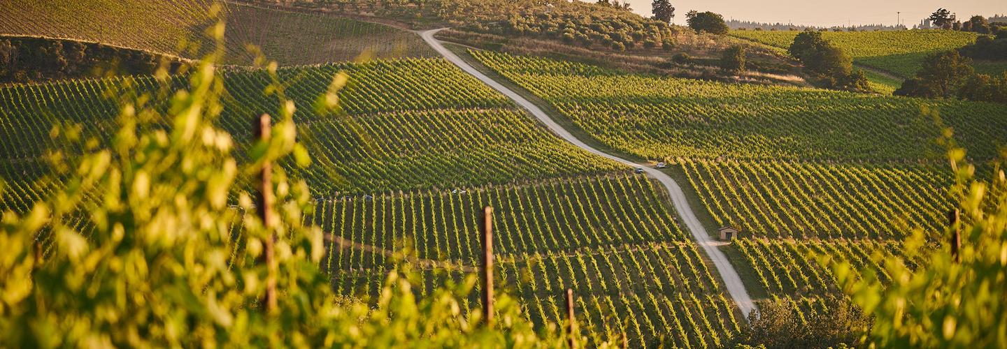 Essential Gourmet cover photo