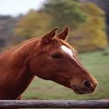 Horse Riding Now - Horseback Riding in Sydney